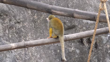 Mono-Ardilla-Sentado-En-Un-Poste-De-Bambú-Mientras-Come-Fruta-En-El-Zoológico