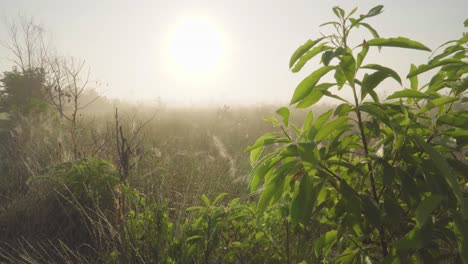 south-florida-everglades-foggy-morning-sunrise-with-green-dew-filled-foliage