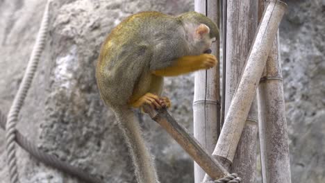 Primaten-Totenkopfäffchen,-Das-Mandarine-Auf-Einem-Bambuszweig-Im-Zoo-Isst