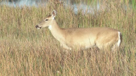 majestic-white-tailed-deer-walking-along-sawgrass-reeds-in-slow-motion