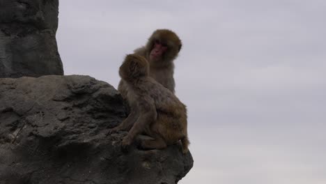 Monos-Japoneses-Sentados-Al-Borde-De-La-Roca-En-Un-Zoológico---Plano-Amplio-Y-Estático