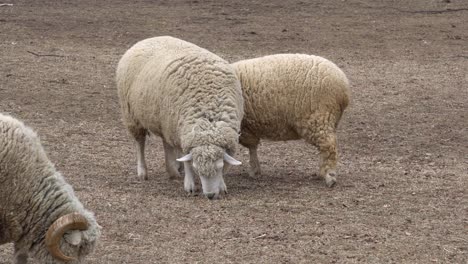 Domestic-White-Sheep-In-The-Zoo-Foraging-Food-On-The-Ground-At-Daytime