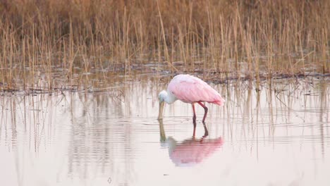 roseate-spoonbill-feeding-on-calm-still-water-by-moving-bill-back-and-forth