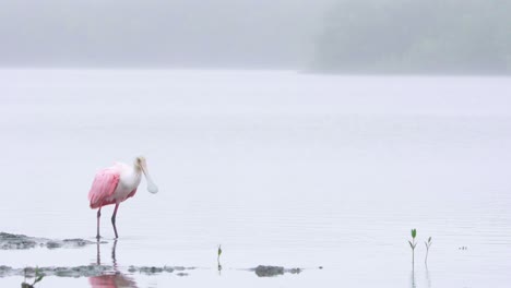 roseate-spoonbill-taking-off-and-flying-on-foggy-lake-shore-during-overcast-morning