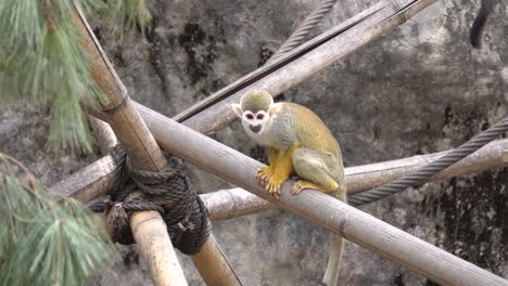 Small-child-Squirrel-Monkey-sitting-and-jumping-from-of-the-bamboo-pols-construction-in-Children-Zoo-of-Seoul-Grand-Park-South-Korea