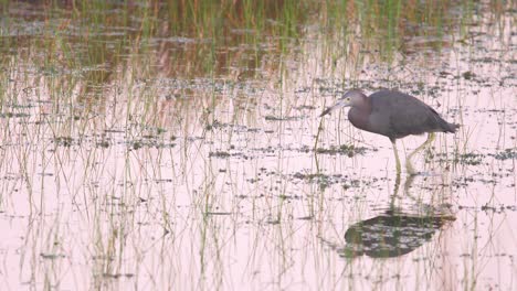 little-blue-heron-walking-along-water-looking-for-food-to-feed