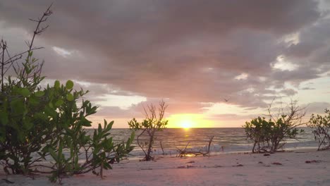 Entspannender-Sonnenuntergang-Am-Strand-Mit-Wolken-Und-Pflanzen-Im-Vordergrund,-Während-Vögel-Fliegen
