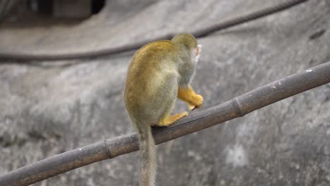 Primaten-Totenkopfäffchen,-Das-Beißenden-Apfel-Auf-Einem-Bambuszweig-Im-Zoo-Isst