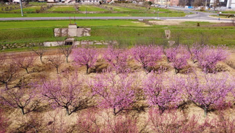 Aerial-view-of-cherry-blossom-trees