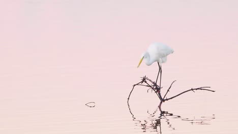 white-egret-perched-on-branch-while-catching-fish-in-water-on-calm-still-morning-dawn