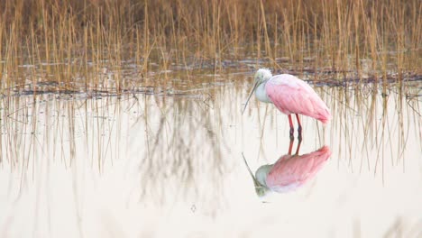 sleepy-roseate-spoonbill-slowly-closing-eyes-in-calm-still-water-with-mirrored-reflection