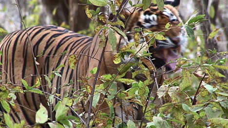 Bengal-Tiger-flehming-and-smelling-bushes,-Ranthambhore-N