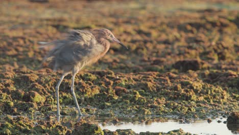reddish-egret-ruffling-and-shaking-feathers-on-a-rocky-fossilized-reef