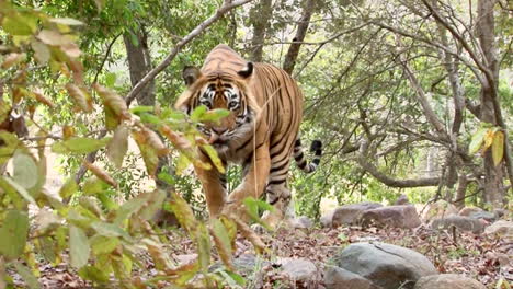 Tigre-De-Bengala-Caminando-Por-El-Bosque