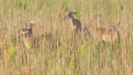 white-tailed-deer-siblings-play-fighting