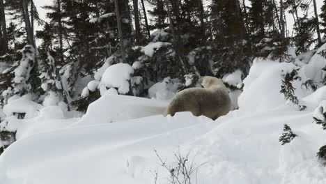 Polar-Bear-mother-with-three-months-old-cubs-playing-between-trees,-on-Tundra