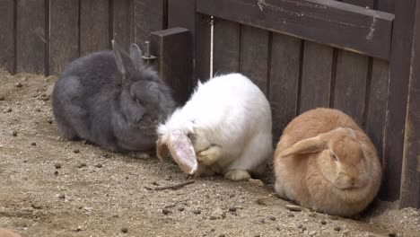 Different-Color-Of-Rabbits-In-A-Zoo---White-Rabbit-Grooming-Itself---Close-Up-Shot