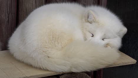 Close-Up-Of-A-Sleeping-Arctic-Fox---static-shot