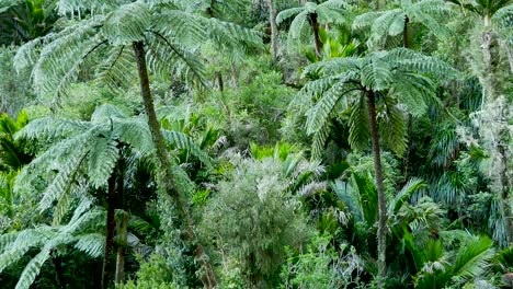 Beautiful-Nature-Scene-of-Lush-Green-Foliage-in-the-New-Zealand-Jungle