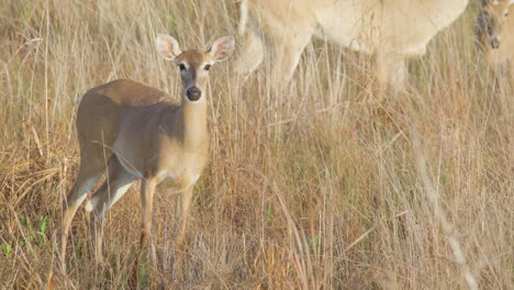 white-tailed-deer-close-up-with-mother-in-background