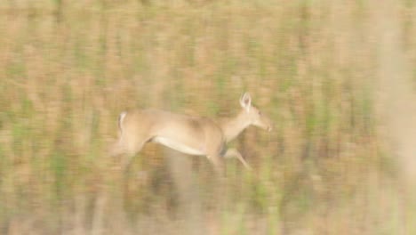 white-tailed-deer-sibling-running-after-one-another
