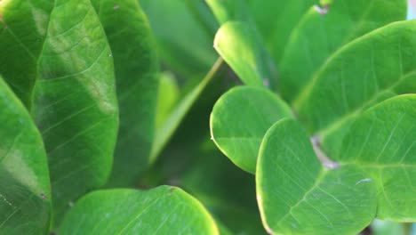 close-up-texture-of-greenish-leaf-leaves