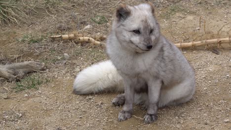 Arctic-Fox-Sitting-In-on-the-ground-in-the-wild-forest-full-body