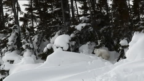 Polar-Bear-three-months-old-cub-around-dayden-between-trees,-on-Tundra
