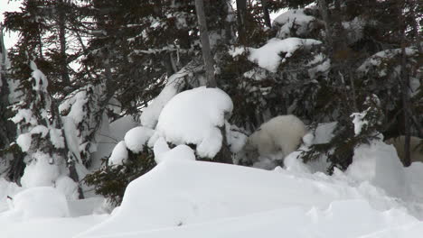 Polar-Bear-three-months-old-cub-around-day-den-between-trees,-on-Tundra