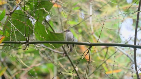 Asian-Brown-Flycatcher,-Muscicapa-dauurica,-Kaeng-Krachan-National-Park,-Thailand
