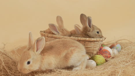 Easter-little-bunnies-inside-wicker-basket-surrounded-by-colorful-eggs---Medium-eye-level-static-shot