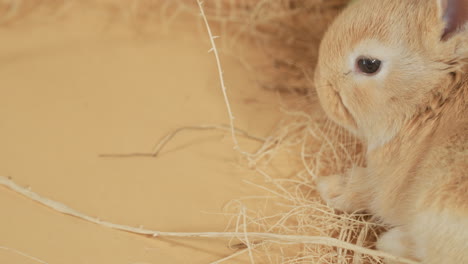 Gentle-wide-eyed-fluffy-ginger-baby-bunny-resting-on-hay-nest---Profile-portrait-close-up