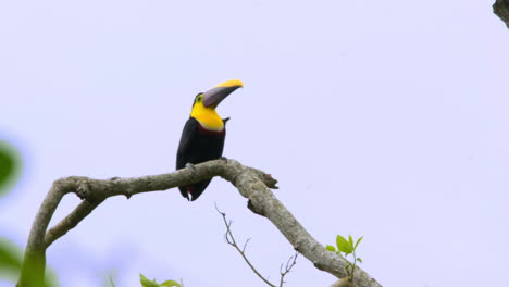 Isolated-yellow-throated-toucan-perched-on-tree-branch-against-blue-sky