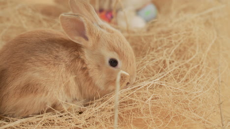 Nibbler-cute-little-bunny-munching-a-bundle-of-hay---High-angle-close-up-portrait