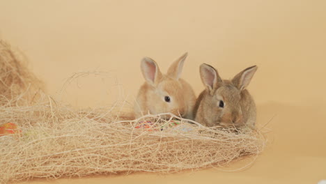 Portrait-of-Baby-hares-resting-together-in-a-hay-nest-among-litter---Medium-front-static-shot