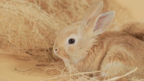 Nosy-wiggler-Baby-ginger-bunny-rabbit-amidst-haystack---Portrait-profile-close-up-shot