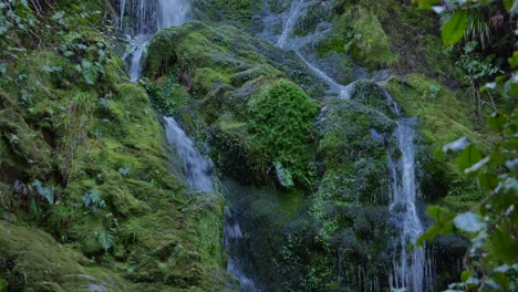 Tilt-down-mossy-green-waterfall-in-New-Zealand-Abel-Tasman-rainforest