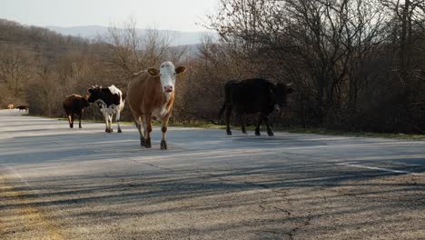 Herd-of-cows-with-cowbells-and-tagged-ears-walking-uphill-left-to-right-on-a-tarmac-country-road-in-slow-motion-in-Bulgarian-countryside-daylight-time-in-March