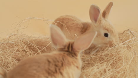 Litter-of-Baby-rabbits-leaping-around-nest-bundle-of-dry-hay---Medium-close-up-shot
