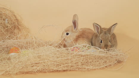 Golden-and-brown-fluffy-bunny-Rabbits-resting-and-nibbling-on-hay-nest---Medium-Portrait-font-static-shot