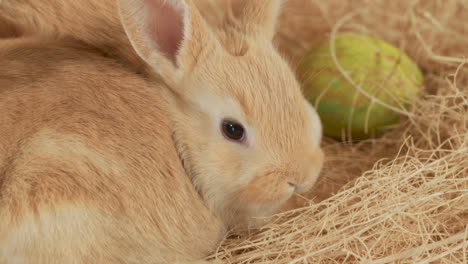 Cuddly-Bunny-leaning-against-his-brother's-side-in-Easter-hay-nest---Close-up-portrait-shot