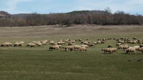 Flock-of-sheep-moving-and-graazing-across-green-meadowland-in-Bulgarian-rural-countryside-from-right-to-left-with-guardian-sheep-dog-watching-over-them