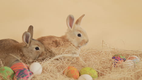 Easter-bunny-brothers-suddenly-startled-as-they-rest-among-Easter-eggs---Medium-close-up-shot