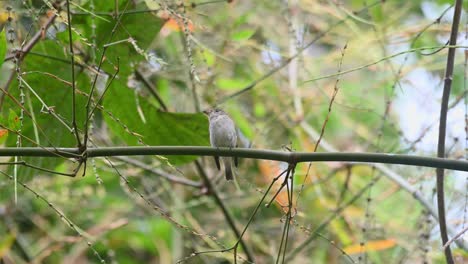 Asian-Brown-Flycatcher,-Muscicapa-dauurica,-looking-to-the-left-and-up-then-poops-while-perching-on-a-horizontal-small-Bamboo-branch-during-a-dry-winter-day-in-Kaeng-Krachan-National-Park,-Thailand