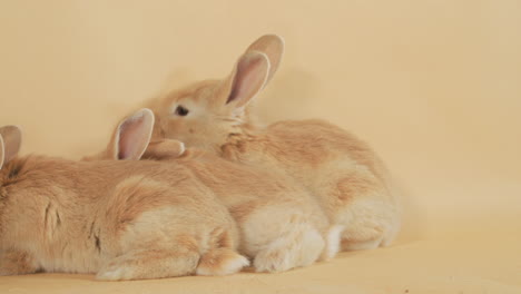 Blonde-Little-newborn-Bunnies-stacked-together-on-a-backdrop---Medium-static-shot