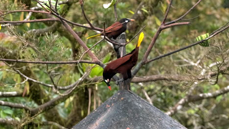 Male-Montezuma-Oropendola-bird-bows-on-branch-performing-mating-display