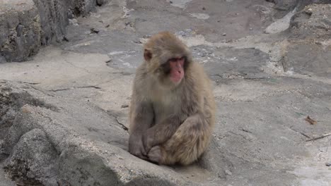 El-Mono-Macaco-Japonés-Se-Pone-En-Cuclillas-En-Un-Terreno-Rocoso-En-El-Parque-Zoológico-Mientras-Mastica
