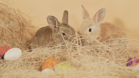 Fluffy-easter-bunny-brothers-together-in-the-middle-of-a-pile-of-straw---Close-up-shot