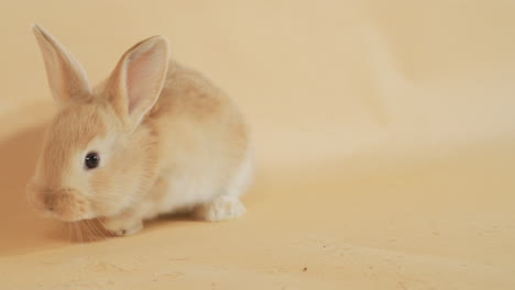 Lone-Fluffy-Bunny-Rabbit-exploring-its-surroundings---Medium-close-up-high-angle-shot