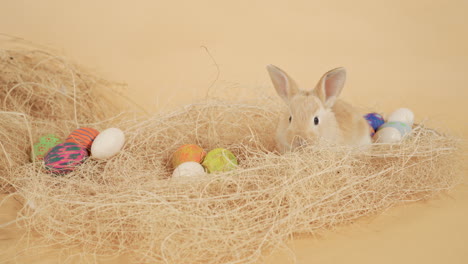 Lone-Cute-Easter-Bunny-wrapped-between-nest-of-hay-with-easter-eggs---Medium-close-up-stage-shot
